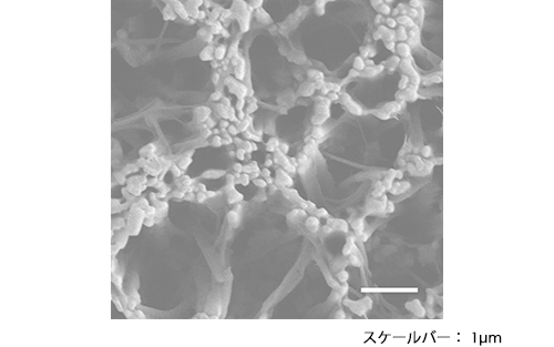 シリコンナノワイヤ表面に高分子ブラシを付加した後の表面の電子顕微鏡像の図