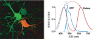 Image of fluorescent proteins derived from marine organisms