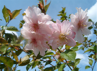 Image of Nishina Haruka flower