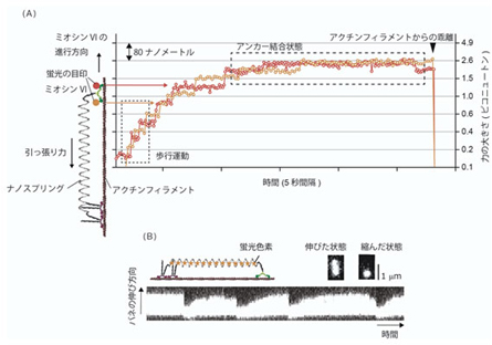 ナノスプリングで力を加えながら分子の動きを計測する図