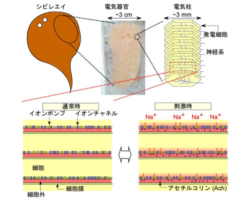 シビレエイの発電器官と発電原理の図