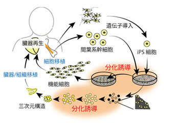 細胞培養容器などの足場材料としての応用例の図