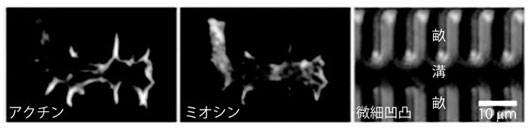 微細凹凸構造による細胞形態の変化メカニズムの図