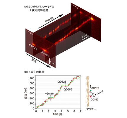 並進モータータンパクの2つのヘッドの動きの1次元同時計測の図