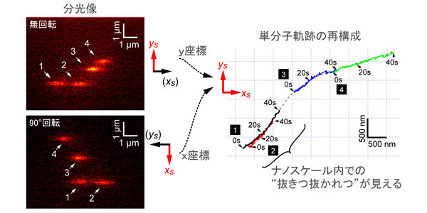 複数の並進モータータンパクの2次元同時計測の図