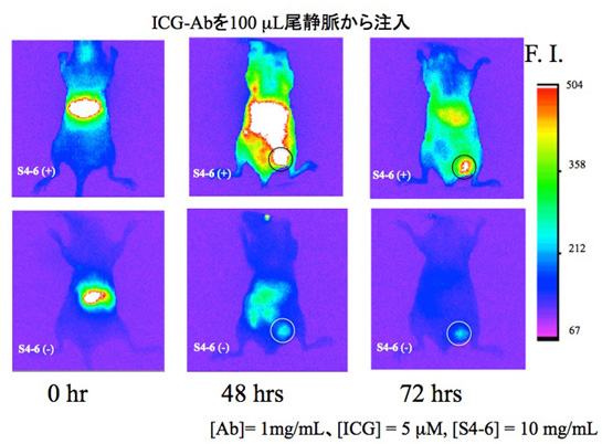 マウスでの乳がん腫瘍の近赤外蛍光イメージングの画像