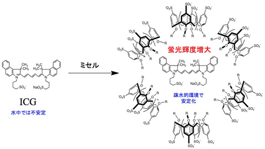 ICGのカリックスアレーンミセルへの取り込みの図