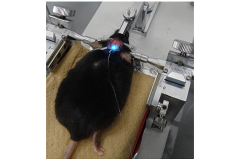 マウス第三脳室内へ低侵襲埋植の図