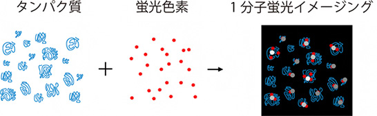 タンパク質を蛍光色素でラベル化し、1分子レベルで検出の図