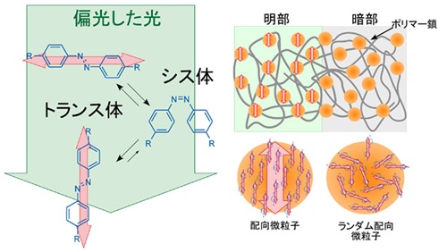 光配向と微粒子分散ポリマーの図