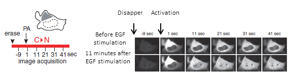 Figure showing the behavior of MAPK