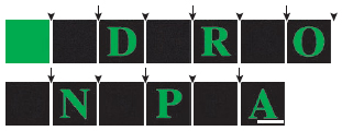 Diagram showing that Dronpa switches letters between visible and invisible