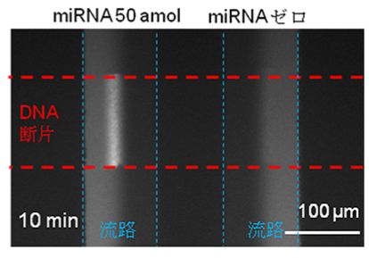 50amolとゼロのときのmiRNAの蛍光シグナルの図