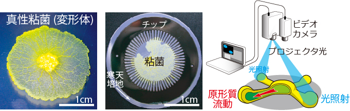 粘菌コンピュータの実験セットアップの図