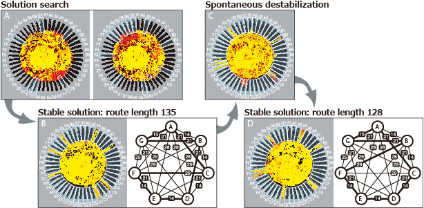 Figures showing the process of slime mold computer to search for a solution