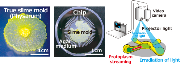 Figures of the slime mold computer