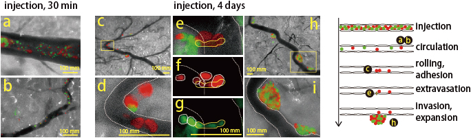 Figures showing the visualization of metastatic processes