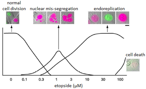 Figure showing the cell cycle alterations