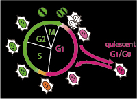 Image of cell cycle