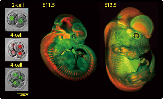 Image of Fucci TG mice embryo