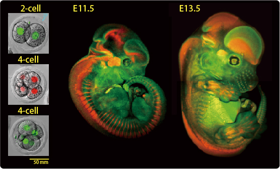 Image of Fucci TG mice embryo Image of Fucci TG mice embryo