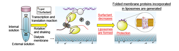 Diagram showing the process to prepare protein sample