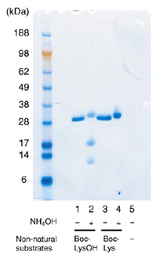 Figure showing the procedure for producing ester-bond containing proteins