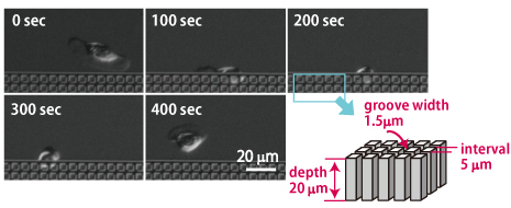 Figure showing the turning behavior of a cell