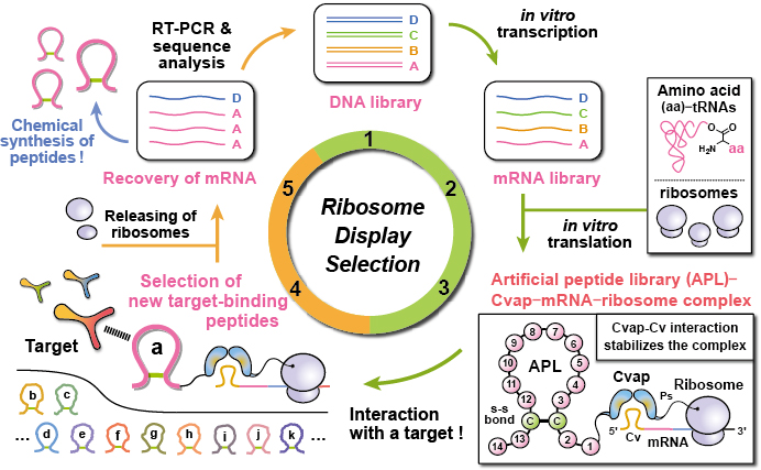 Schematic of the screening technologies