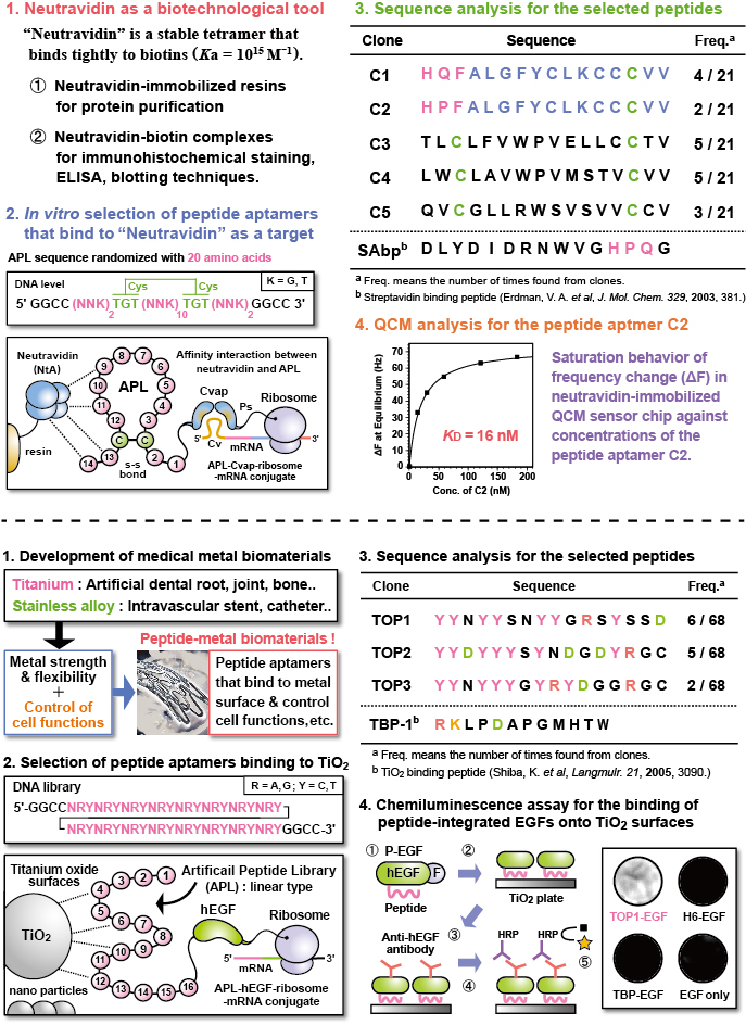 Figure showing the process of selection and characterization