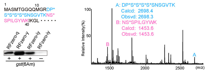 Figure showing the position of A protein is generated in which 6 amber codons are introduced near N-terminal of glutathione-S-transferase