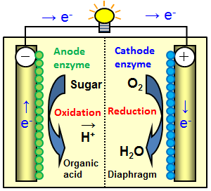 Schematic of how a bio-cell works