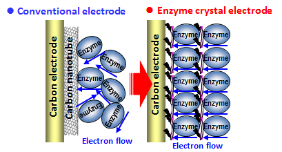 Figure of crystallized enzyme electrode