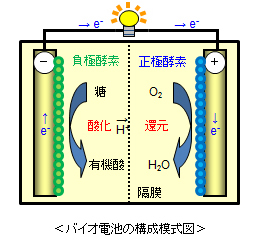 バイオ電池の構成模式図の画像