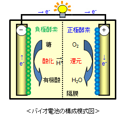 酵素結晶固定化電極並びにそれを備えるセンサー及び電池 理化学研究所