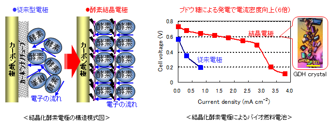 結晶化酵素電極の構造模式図と結晶化酵素電極によるバイオ燃料電池の図