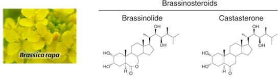 ブラシノステロイド構造式の図