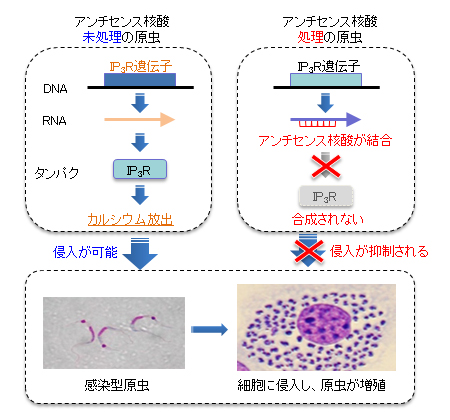 作用機構の図