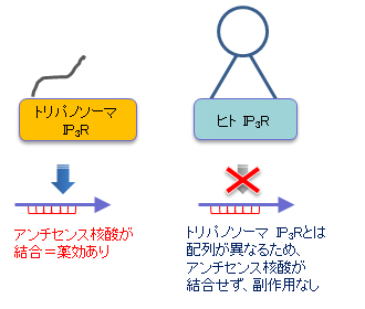 ヒトへの副作用回避の図