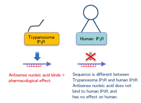 Figure showinghow to prevent adverse effects in human