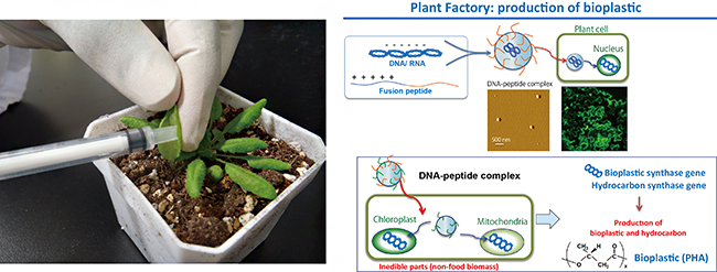 Diagram showing the production of bioplastic