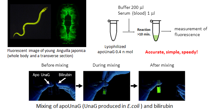 Diagrams showing features of apoUnaG