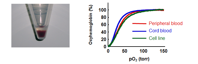 Figure showing the position of immortalized cell