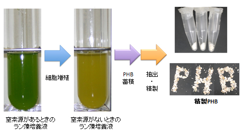 ラン藻によるバイオプラスチックPHBの生産の図