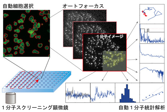 細胞内1分子スクリーニングシステムの図