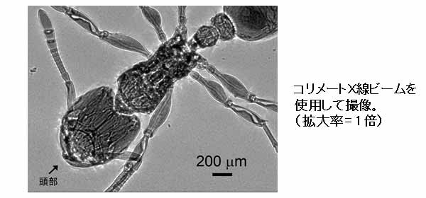 アリのレントゲン写真の図