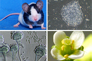 実験動物マウス、実験植物、がん細胞、iPS細胞などの画像