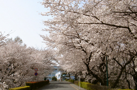 写真：構内の桜並木