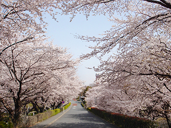 桜の写真