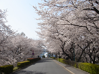 桜の写真